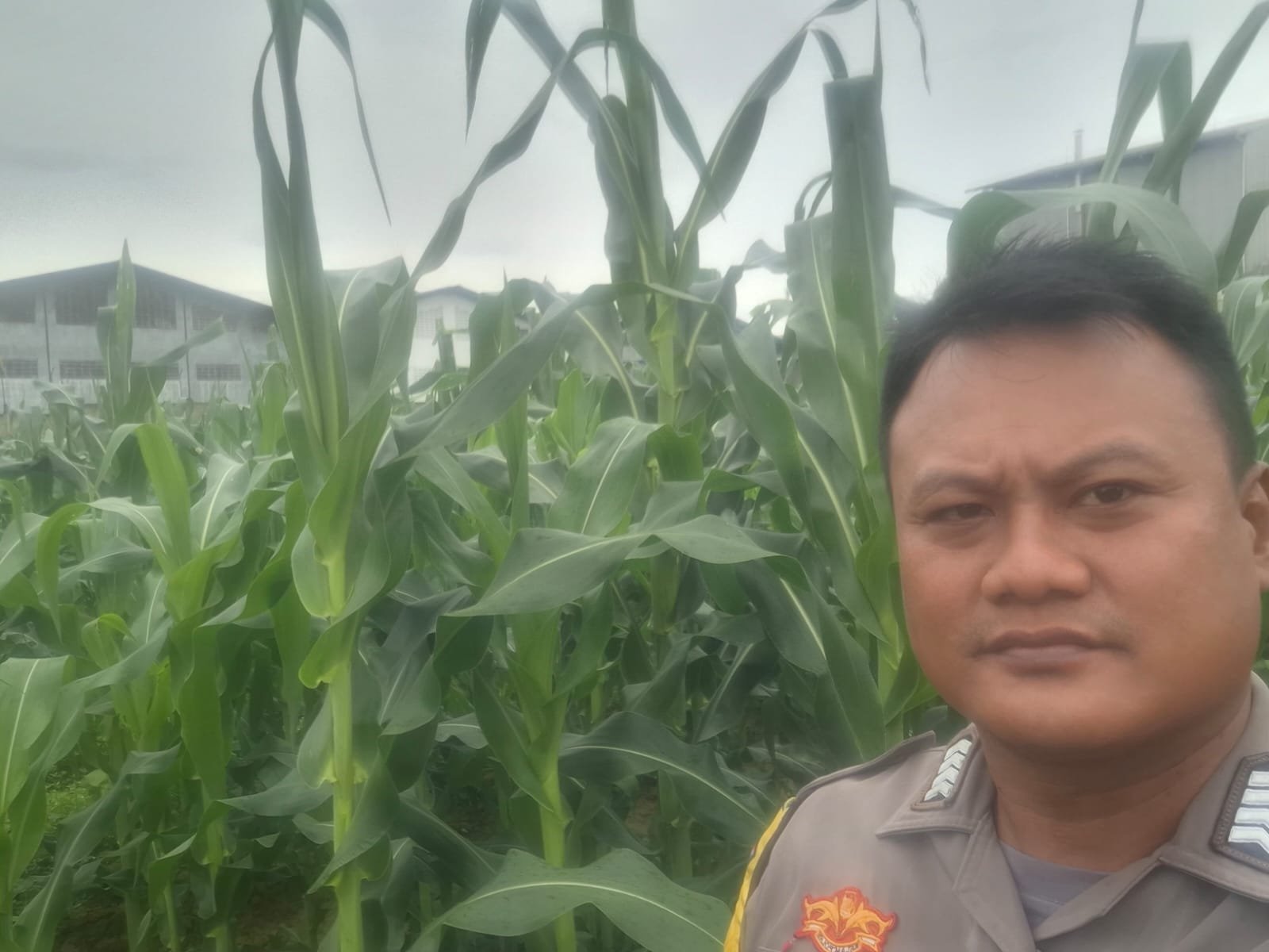 Bhabinkamtibmas Desa Talaga Cek Lahan Jagung, Dukung Ketahanan Pangan di Cikupa 1 IMG 20260326 WA0051