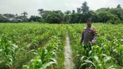 Kanit Binmas Polsek Cikupa Monitoring Lahan Jagung Program Ketahanan Pangan di Panongan