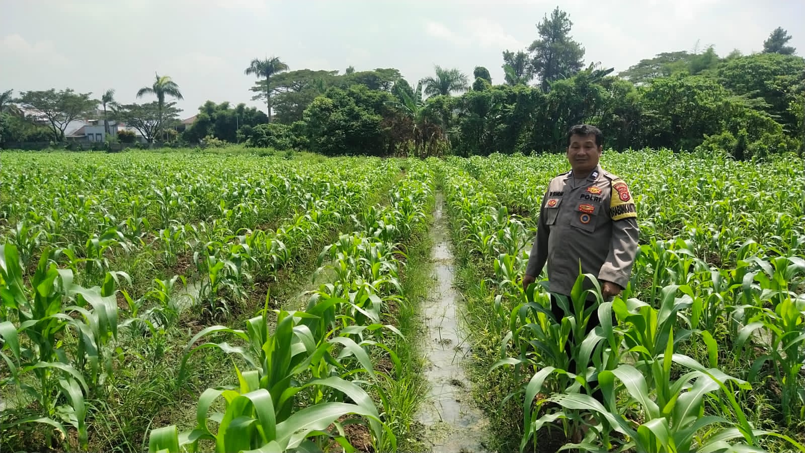 Kanit Binmas Polsek Cikupa Monitoring Lahan Jagung Program Ketahanan Pangan di Panongan