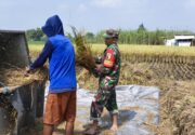 Wujud Nyata Babinsa Kaliboto Bersama Petani Laksanakan Panen Padi, Dukung Ketahanan Pangan Desa
