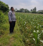 Bhabinkamtibmas Polsek Cikupa Monitoring Lahan Jagung, Dukung Program Ketahanan Pangan