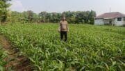Polsek Cikupa Monitoring Lahan Jagung Hibrida, Dukung Program Ketahanan Pangan