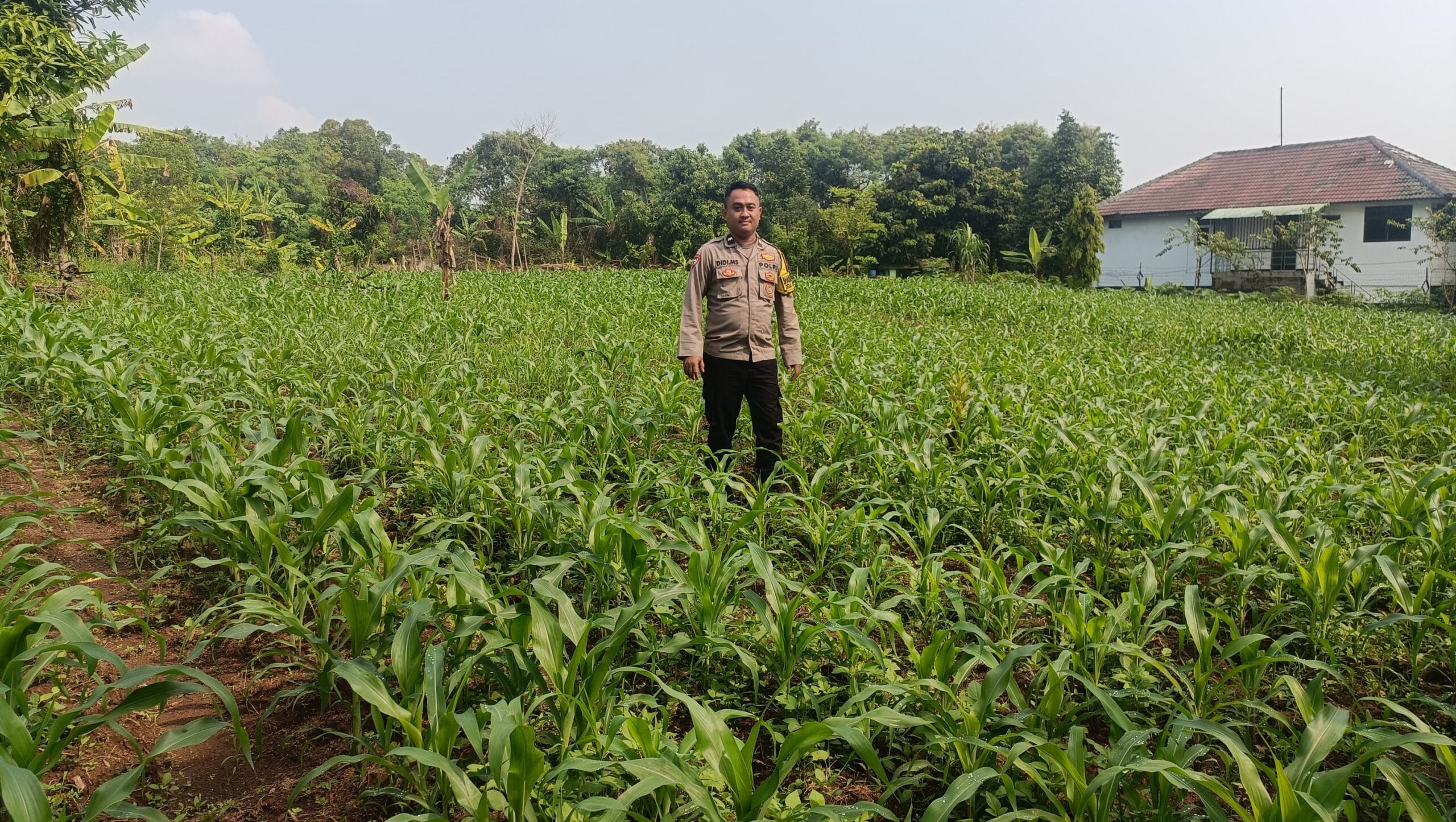 Polsek Cikupa Monitoring Lahan Jagung Hibrida, Dukung Program Ketahanan Pangan