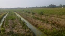 “SKANDAL BUMDes PODOMORO! Dana Rp250 Juta Diduga Fiktif, Sewa Lahan Akal-Akalan – GEPRAK Siap Lapor APH!”