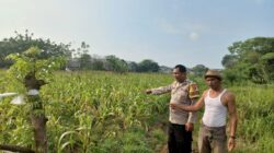Aiptu Mukhsodin Monitoring Jagung Hibrida Sukadamai, Dukung Program Ketahanan Pangan Nasional