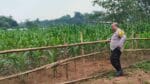 Polsek Cikupa Monitoring Program Jagung Hibrida, Dukung Ketahanan Pangan di Desa Budimulya