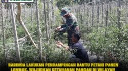 Babinsa Lakukan Pendampingan Bantu Petani Panen Lombok, Wujudkan Ketahanan Pangan Di Wilayah