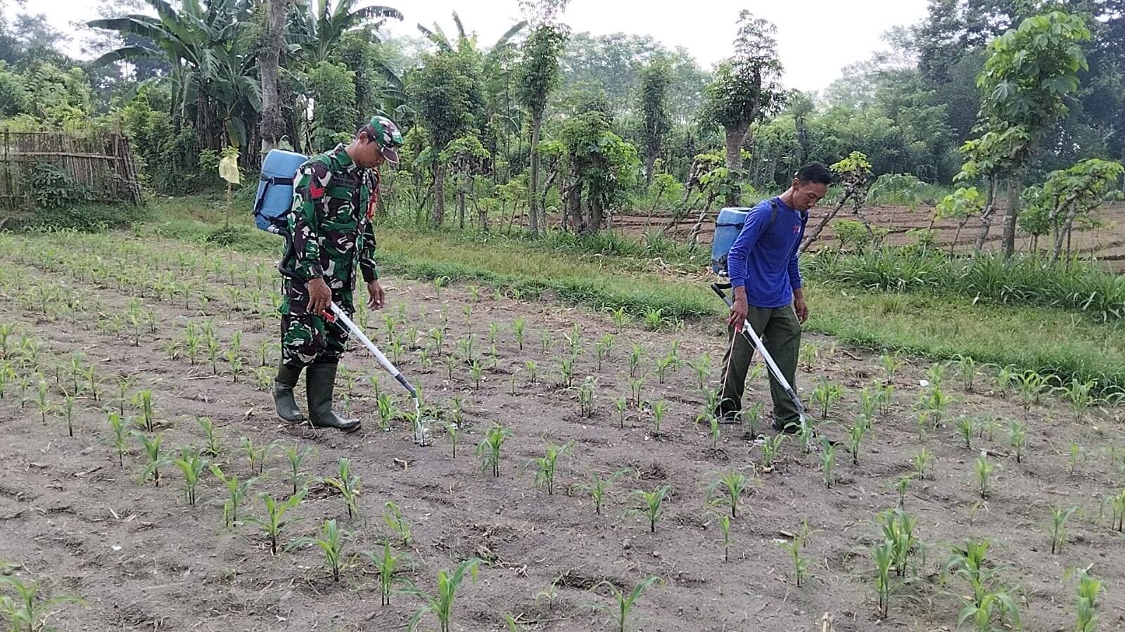 Babinsa Kandangan Dampingi Petani Lakukan Penyemprotan POC Untuk Tingkatkan Pertumbuhan Jagung Babinsa Kandangan Dampingi Petani Lakukan Penyemprotan POC Untuk Tingkatkan Pertumbuhan Jagung
