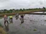 Wujud Ketahanan Pangan, Babinsa Rembang Dampingi Petani Tanam Padi Di Sananwetan