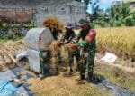 Wujud Nyata, Babinsa Sananwetan Bantu Panen Padi Dukung Ketahanan Pangan Nasional