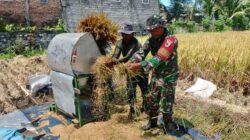 Wujud Nyata, Babinsa Sananwetan Bantu Panen Padi Dukung Ketahanan Pangan Nasional
