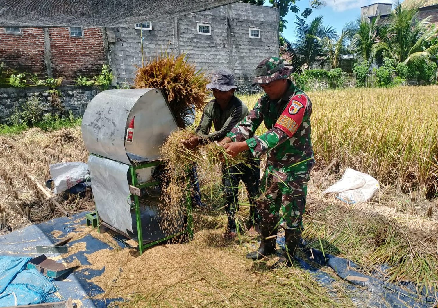 Wujud Nyata, Babinsa Sananwetan Bantu Panen Padi Dukung Ketahanan Pangan Nasional