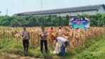 Polsek Cikupa Hadiri Panen Jagung Program 1 Desa 2 Hektar di Desa Talaga