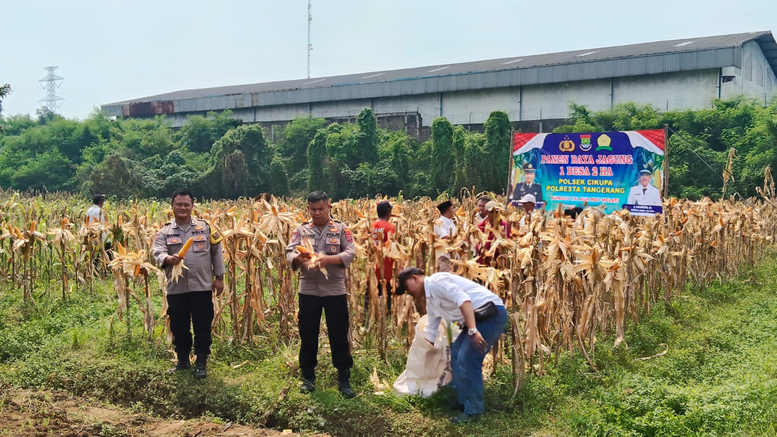 Polsek Cikupa Hadiri Panen Jagung Program 1 Desa 2 Hektar di Desa Talaga