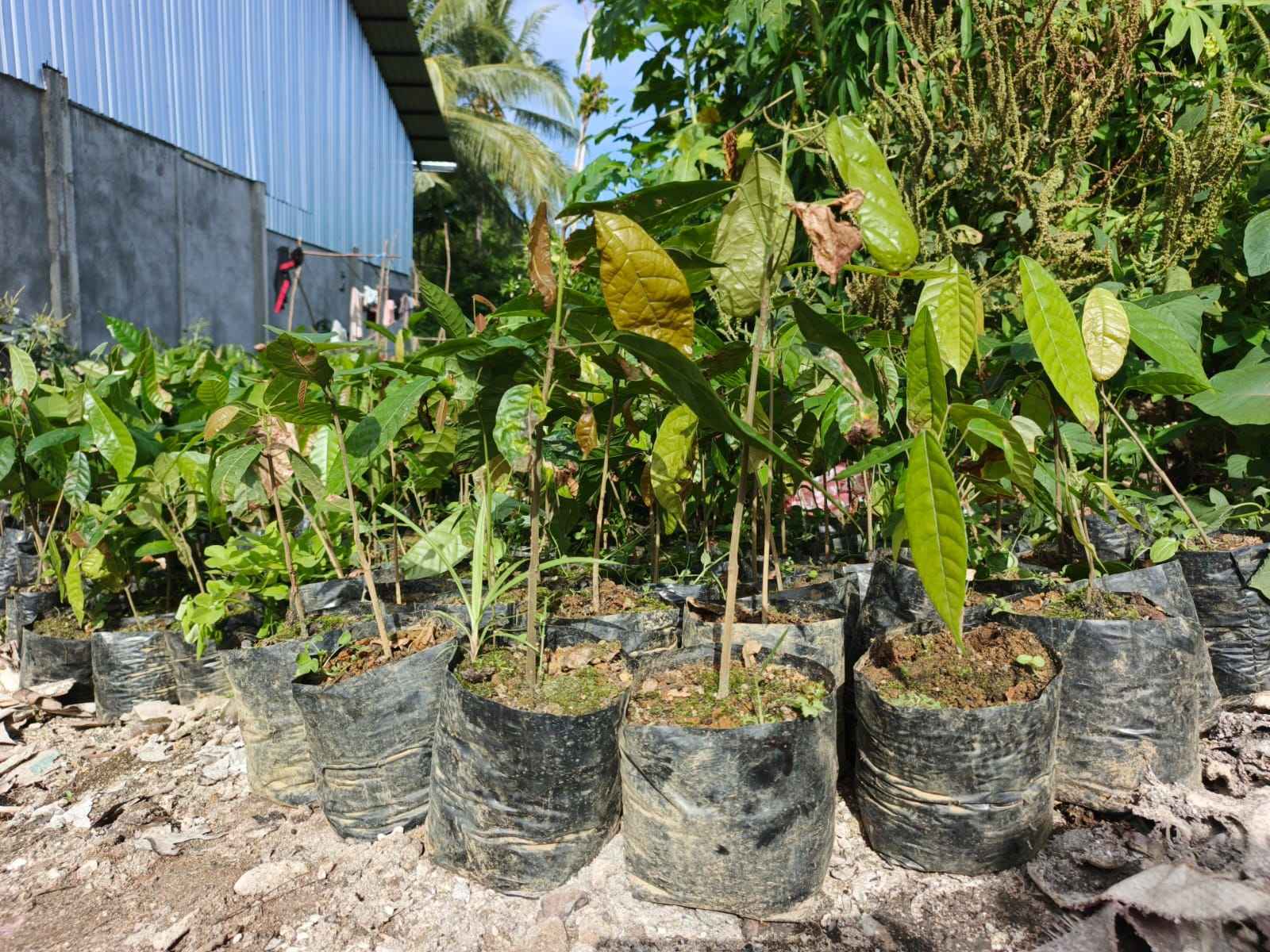 2.000 Bibit Kakao Tiba di Lokasi TMMD Ke-128 Kodim 1801/Manokwari