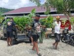 Penambahan Bibit Kakao dari PMK Tiba di Lokasi TMMD Ke-128 Kodim 1801/Manokwari