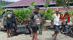 Penambahan Bibit Kakao dari PMK Tiba di Lokasi TMMD Ke-128 Kodim 1801/Manokwari