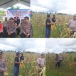 Dukung Ketahanan Pangan: Polres Sorong Selatan Panen Ratusan Kilogram Jagung Bersama Warga Monmok