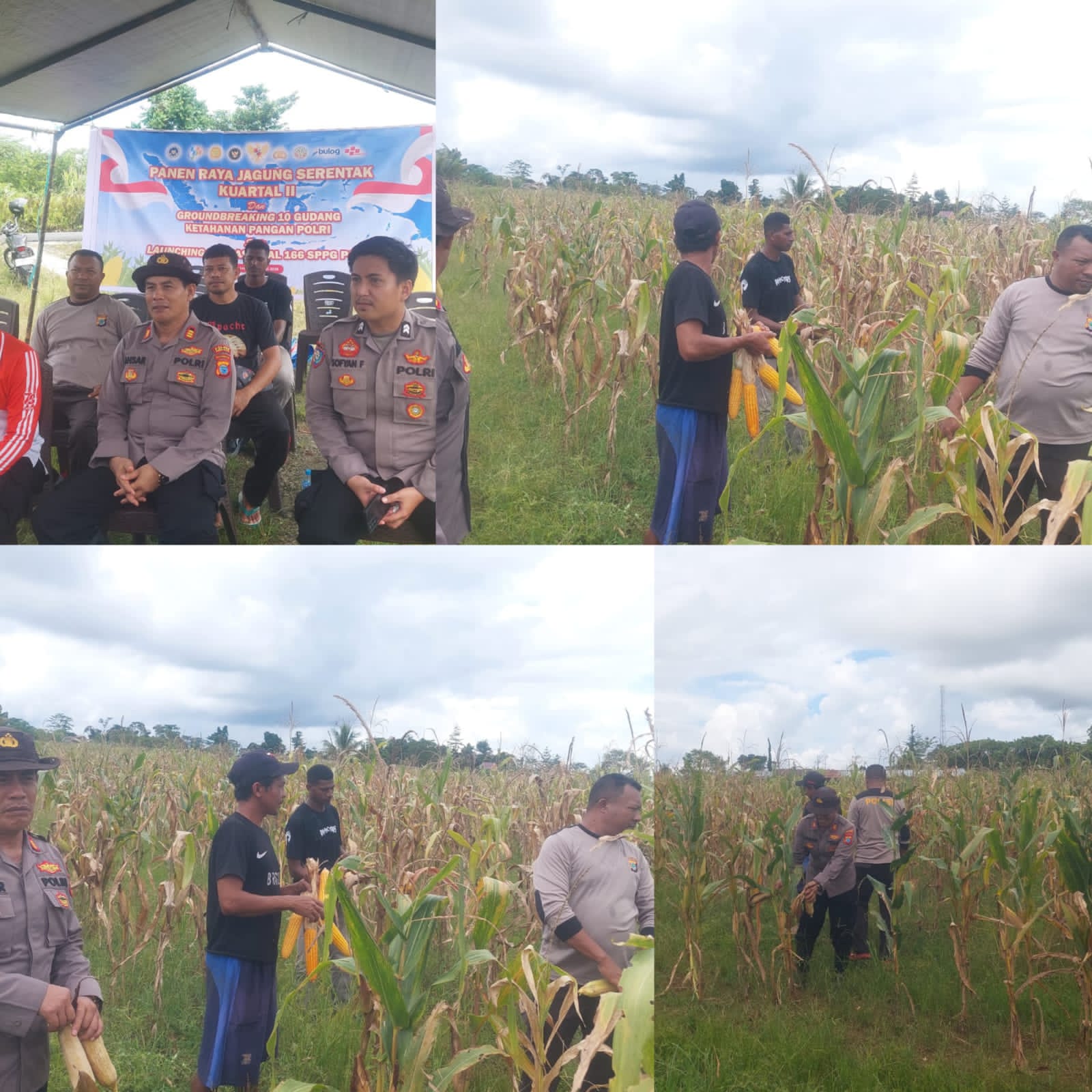 Dukung Ketahanan Pangan: Polres Sorong Selatan Panen Ratusan Kilogram Jagung Bersama Warga Monmok