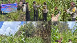 Panen Raya Jagung Serentak Kuartal II, Polres Maybrat dukung program ketahanan pangan