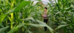 Bhabinkamtibmas Polsek Cikupa Cek Lahan Jagung Hibrida Program Ketahanan Pangan