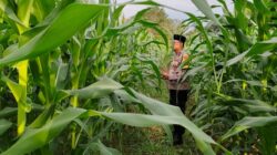 Bhabinkamtibmas Polsek Cikupa Cek Lahan Jagung Hibrida Program Ketahanan Pangan