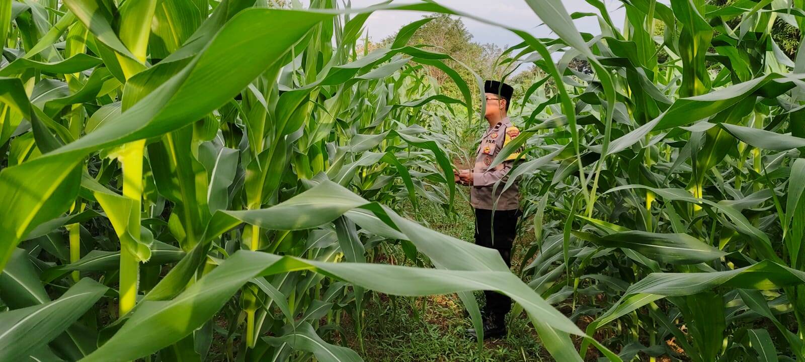 Bhabinkamtibmas Polsek Cikupa Cek Lahan Jagung Hibrida Program Ketahanan Pangan Bhabinkamtibmas Polsek Cikupa Cek Lahan Jagung Hibrida Program Ketahanan Pangan