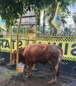 Kirim Sapi Kurban ke Dapil, Bamsoet Tegaskan Idul Adha Momentum Perkuat Ketahanan Nasional di Tengah Gejolak Dunia