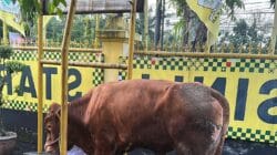 Kirim Sapi Kurban ke Dapil, Bamsoet Tegaskan Idul Adha Momentum Perkuat Ketahanan Nasional di Tengah Gejolak Dunia