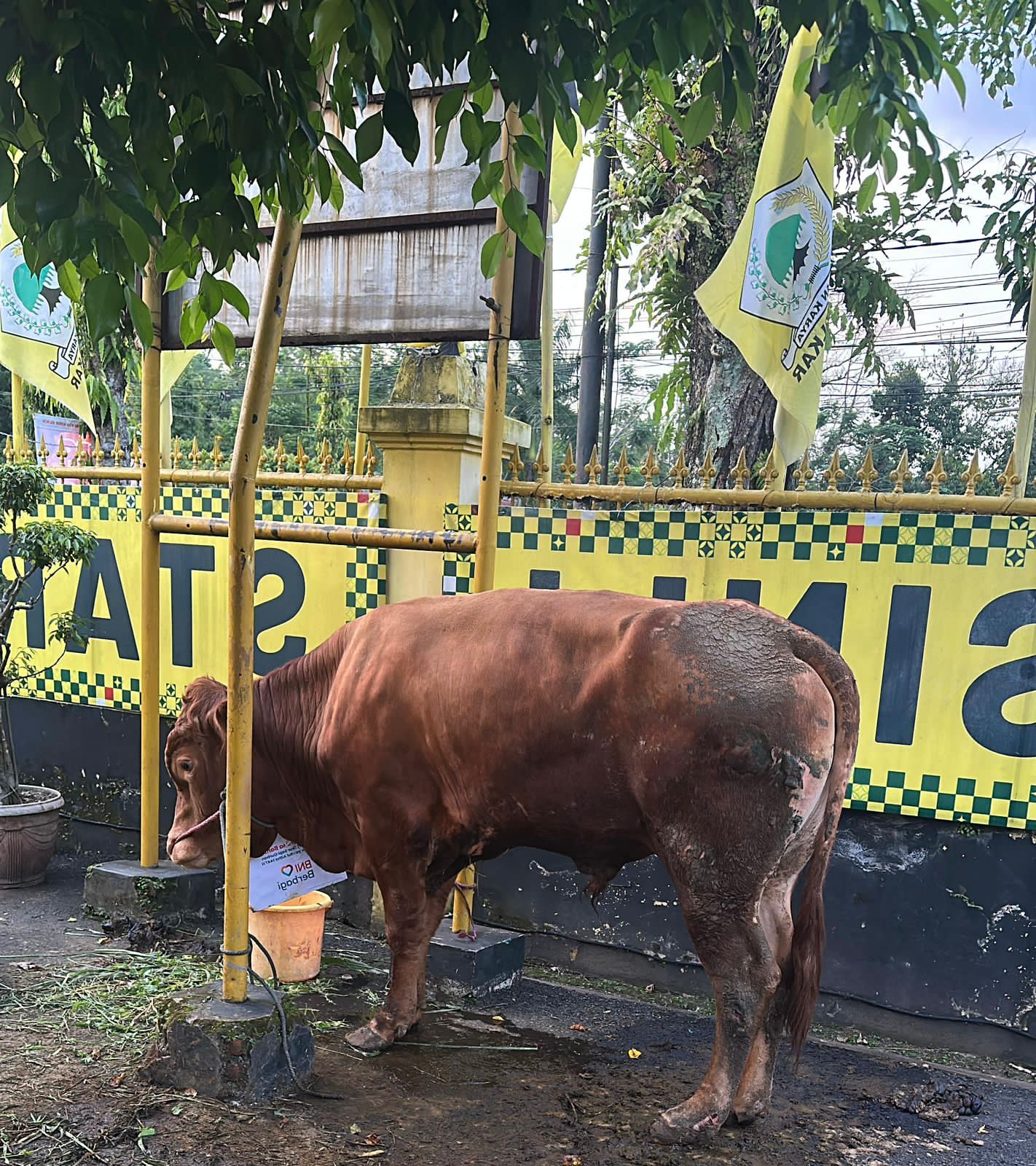 Kirim Sapi Kurban ke Dapil, Bamsoet Tegaskan Idul Adha Momentum Perkuat Ketahanan Nasional di Tengah Gejolak Dunia Kirim Sapi Kurban ke Dapil, Bamsoet Tegaskan Idul Adha Momentum Perkuat Ketahanan Nasional di Tengah Gejolak Dunia