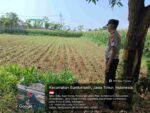 Polisi dan Petani Bersatu! Pendampingan Lahan Jagung di Probolinggo Kota Jadi Sorotan