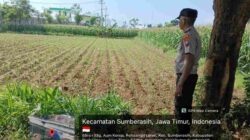Polisi dan Petani Bersatu! Pendampingan Lahan Jagung di Probolinggo Kota Jadi Sorotan
