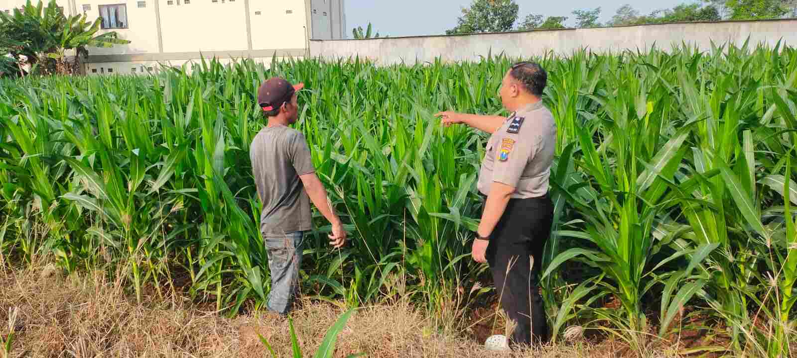 Polisi Probolinggo Kota Blusukan ke Kebun Jagung, Dukung Stabilitas Pangan Nasional