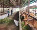 Wujud Kepedulian Ketahanan Pangan, Babinsa Berikan Pendampingan kepada Peternak Sapi di Desa