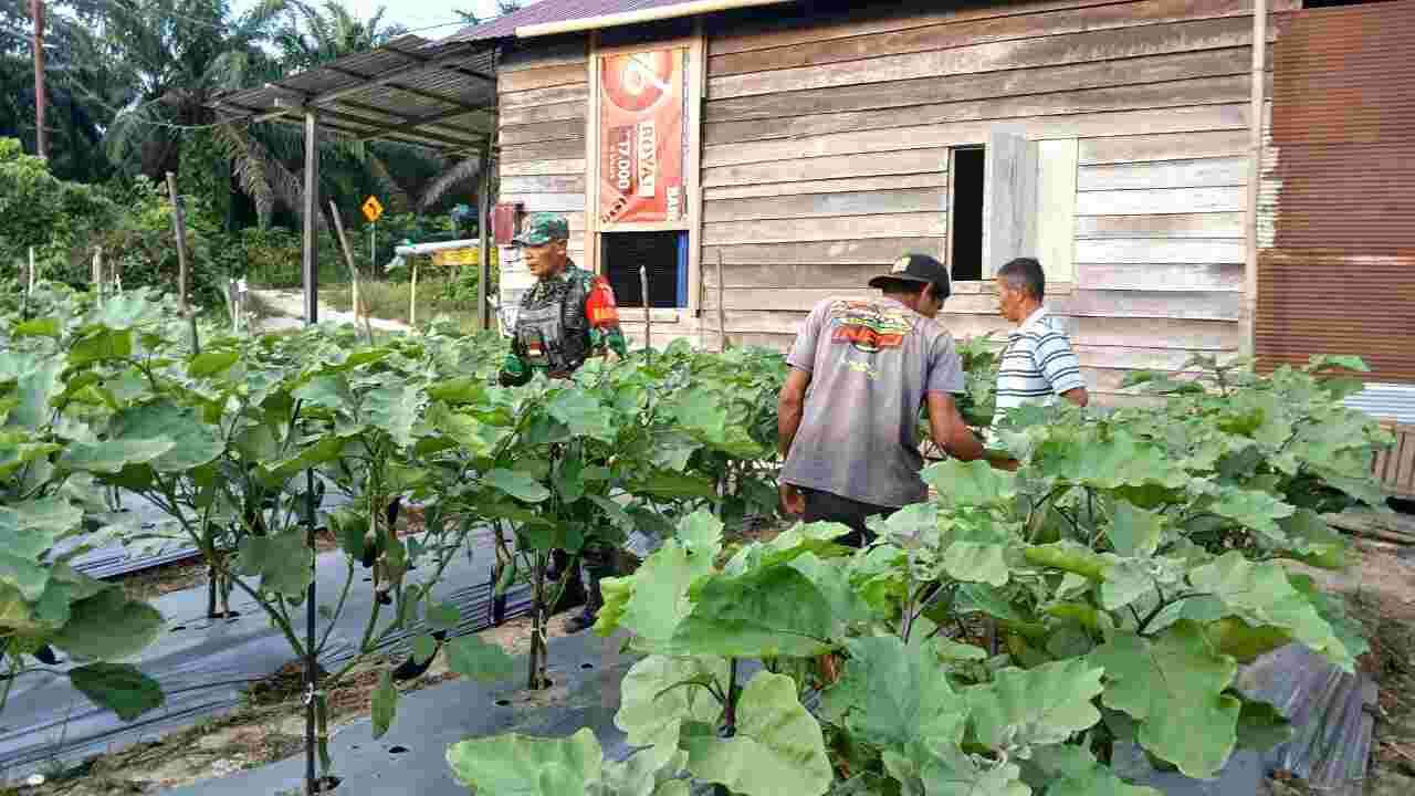 Melalui Pendampingan kepada Petani Terong, Babinsa Harapkan Kesejahteraan Petani Meningkat Melalui Pendampingan kepada Petani Terong, Babinsa Harapkan Kesejahteraan Petani Meningkat