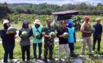 Babinsa Dampingi Ketua KTNA Panen Semangka Wujudkan Ketahanan Pangan di wilayah