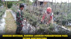 Berikan Motivasi, Babinsa Lakukan Pendampingan Pada Petani Hortikultura