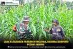 Jaga Ketahanan Pangan Di Wilayah, Babinsa Dampingi Petani Jagung