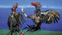 Aktivitas Sabung Ayam dan Judi Dadu di Sejumlah Desa Kediri Disebut Masih Beroperasi, Warga Kritik Keras Penanganan yang Dinilai Hanya Formalitas