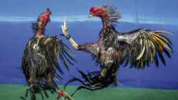 Aktivitas Sabung Ayam dan Judi Dadu di Sejumlah Desa Kediri Disebut Masih Beroperasi, Warga Kritik Keras Penanganan yang Dinilai Hanya Formalitas