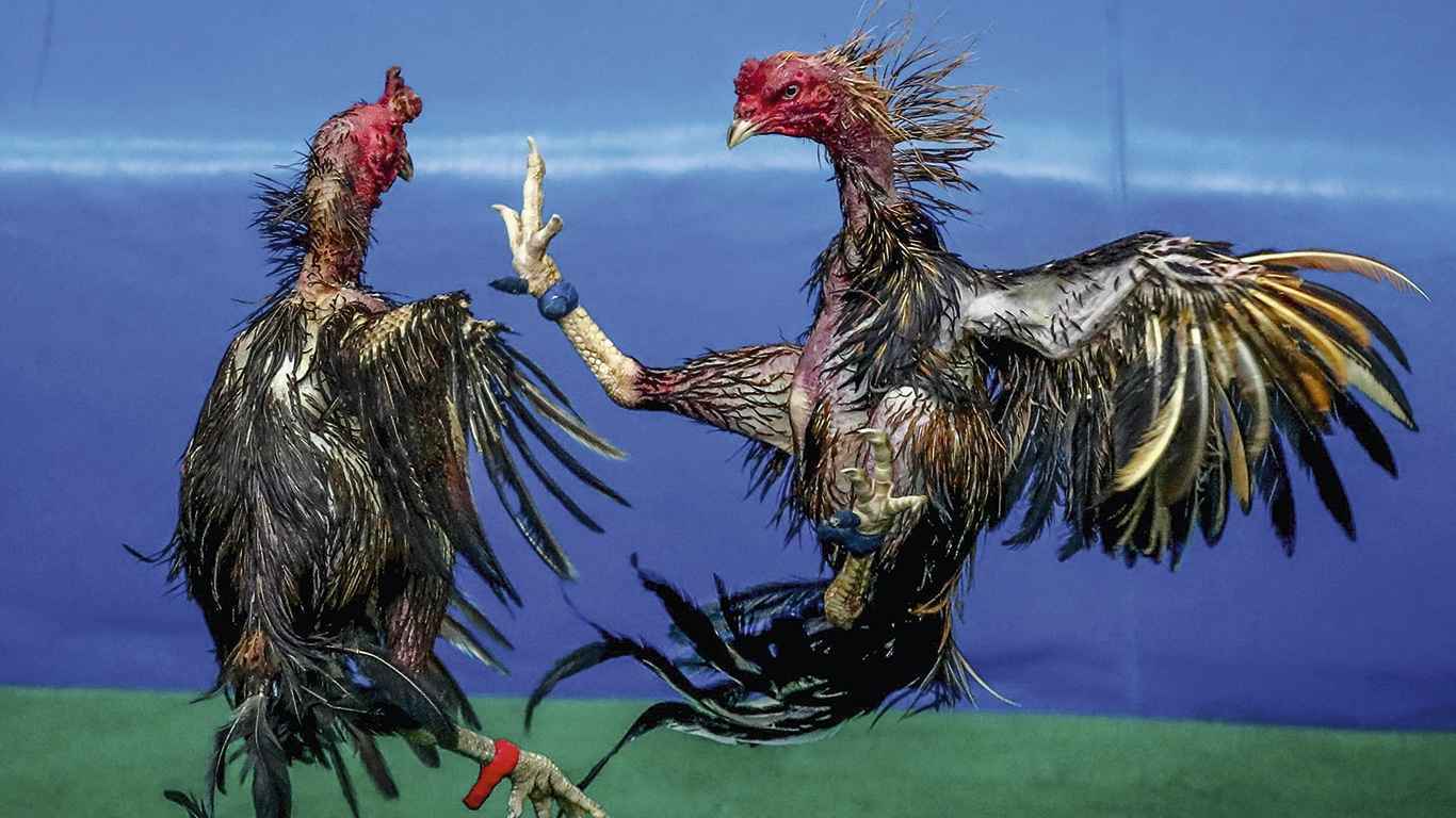 Aktivitas Sabung Ayam dan Judi Dadu di Sejumlah Desa Kediri Disebut Masih Beroperasi, Warga Kritik Keras Penanganan yang Dinilai Hanya Formalitas