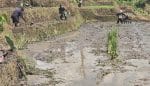 Sinergi Ketahanan Pangan, Babinsa Selorejo Turun Ke Sawah Bantu Warga Siapkan Lahan Padi