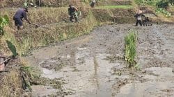 Sinergi Ketahanan Pangan, Babinsa Selorejo Turun Ke Sawah Bantu Warga Siapkan Lahan Padi Sinergi Ketahanan Pangan, Babinsa Selorejo Turun Ke Sawah Bantu Warga Siapkan Lahan Padi