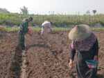 Wujudkan Ketahanan Pangan, Babinsa Pikatan Turun Ke Sawah Dampingi Petani Tanam Jagung