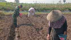 Wujudkan Ketahanan Pangan, Babinsa Pikatan Turun Ke Sawah Dampingi Petani Tanam Jagung