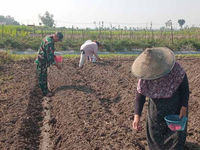 Wujudkan Ketahanan Pangan, Babinsa Pikatan Turun Ke Sawah Dampingi Petani Tanam Jagung
