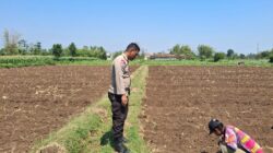 Polisi Dampingi Petani di Sumber Wetan, Kawal Program Ketahanan Pangan dari Lahan Jagung Binaan Polisi Dampingi Petani di Sumber Wetan, Kawal Program Ketahanan Pangan dari Lahan Jagung Binaan