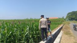 Ketahanan Pangan Jadi Prioritas, Polisi Perkuat Pendampingan Petani di Kademangan