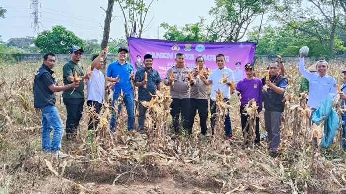 Kapolsek Cikupa Hadiri Panen Jagung Kuartal II Program Ketahanan Pangan di Desa Sukadamai