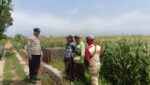 Bripka Roni Turun Langsung ke Lahan Jagung, Beri Semangat Petani Tingkatkan Produksi